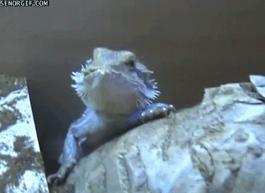 Acid Gifdump, November 02, 2017 (25 gifs)
