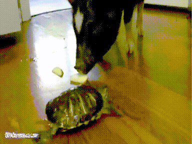 Acid Gifdump, November 02, 2017 (25 gifs)