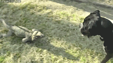 Acid Gifdump, November 02, 2017 (25 gifs)