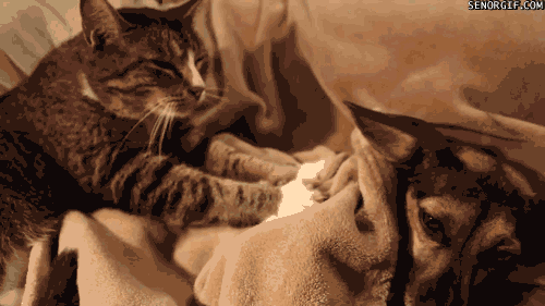 Acid Gifdump, November 02, 2017 (25 gifs)