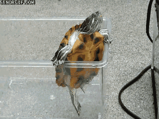 Acid Gifdump, November 02, 2017 (25 gifs)