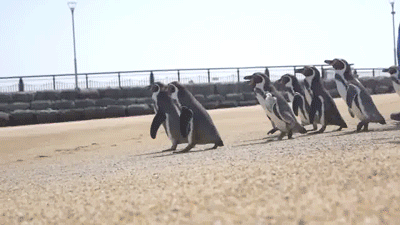 Acid Gifdump, November 02, 2017 (25 gifs)