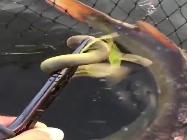 Lamprey The Parasitic Fish