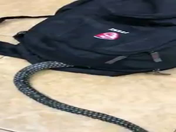 Giant Snake Slithers Into Rucksack And Wraps Around Itself