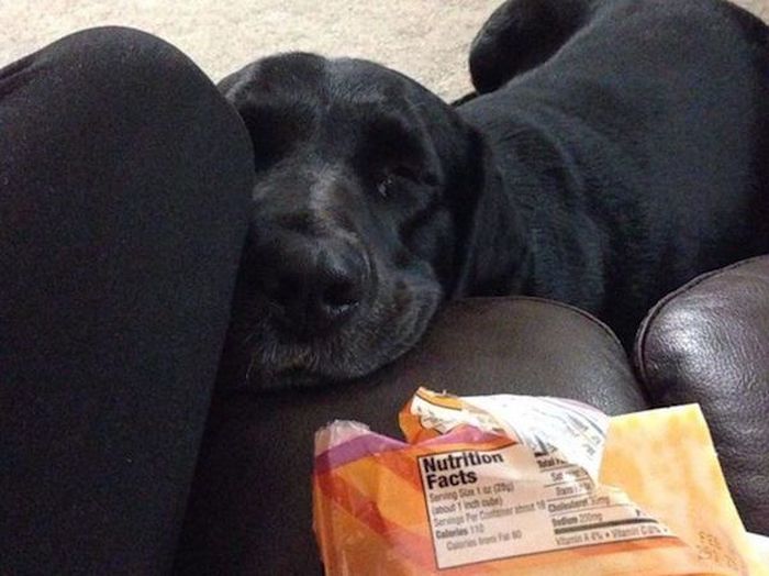 Begging Dogs (25 pics)