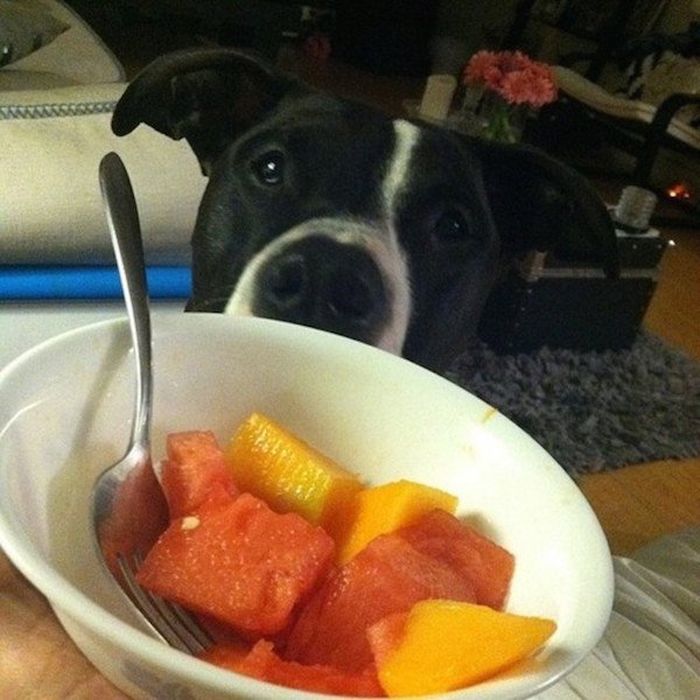 Begging Dogs (25 pics)