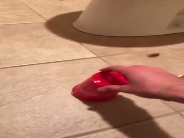 Drunk Guy Has Late Night Battle With Cockroach In Bathroom