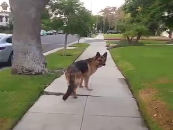 German Shepherd Realizes Owner is Not Behind Him Anymore