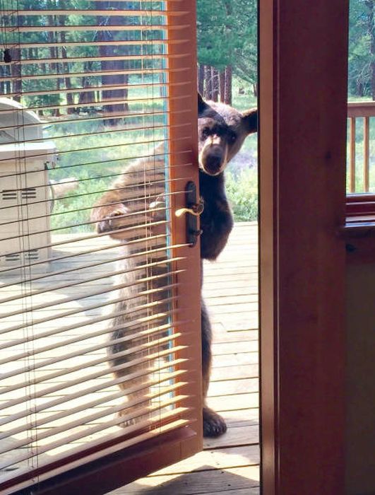 Acid Picdump (91 pics)