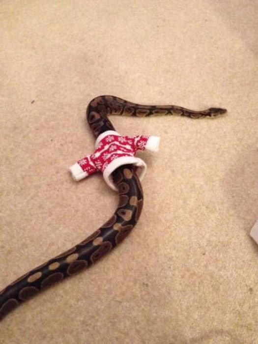 Acid Picdump (91 pics)
