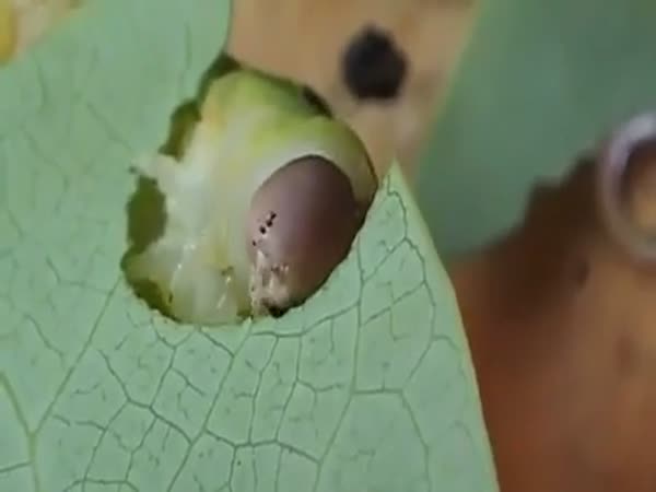 Caterpillar Eating Lief