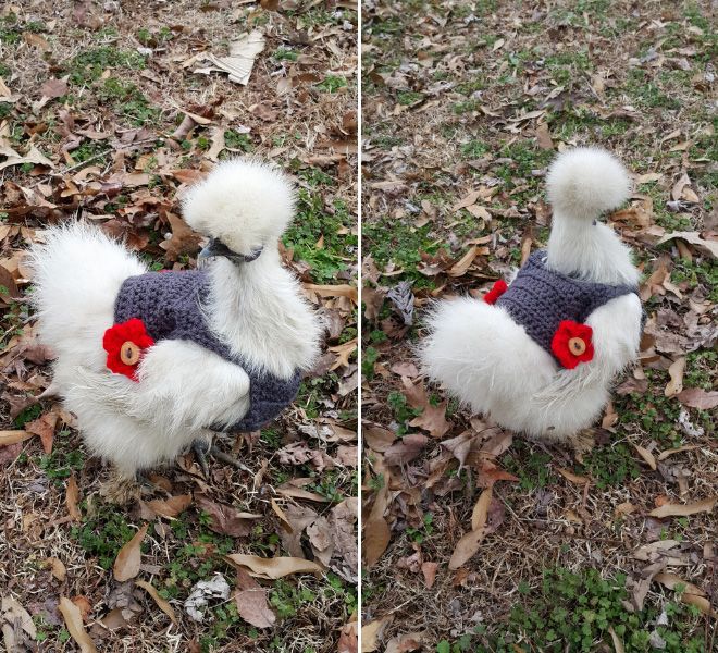 Chicken Chicken Fashion (15 pics)