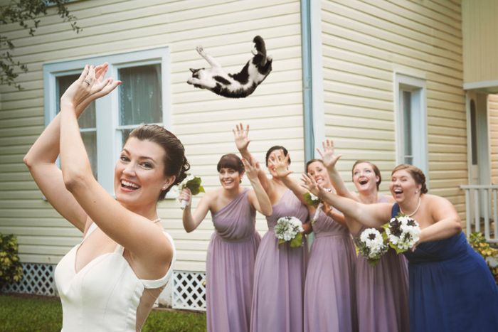 Bridal Bouquets Replaced With Cats (15 pics)