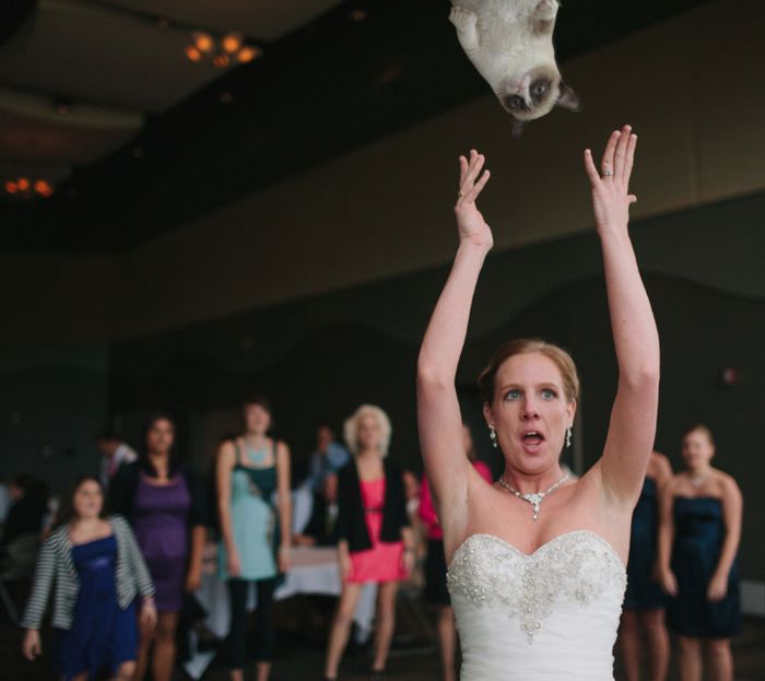 Bridal Bouquets Replaced With Cats (15 pics)