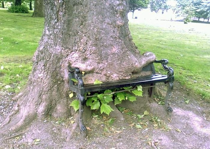 Trees And Things (19 pics)