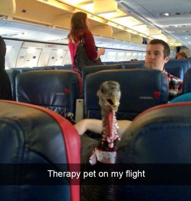 Funny And Interesting Photos From The Planes (22 pics)