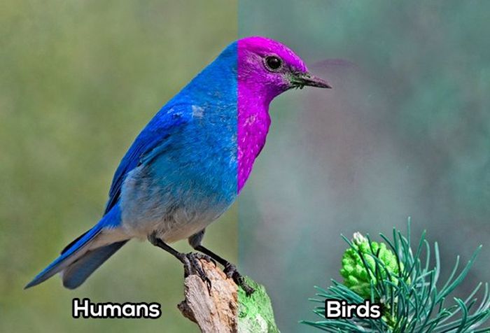 How Animals See The World (10 pics)