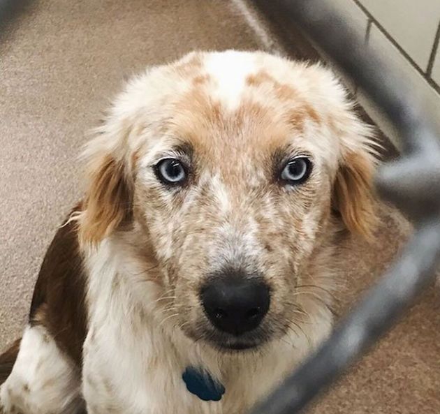 Awesome Transformation Of Adopted Rescue Dog (4 pics)