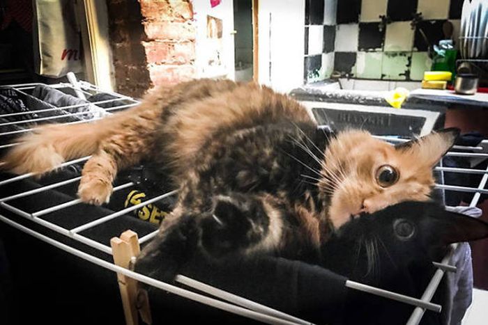 Chimera Kitten (11 pics)