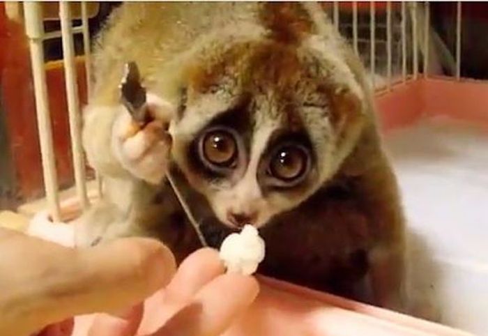 Loris Are Cute (14 gifs)