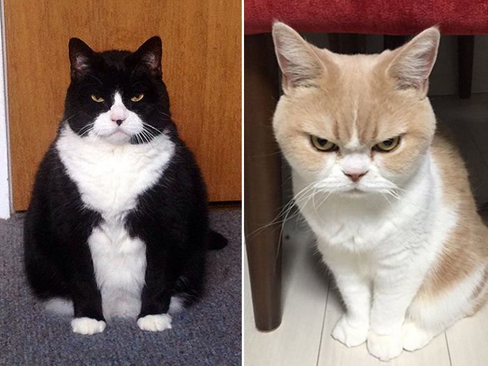 Cats Judging You (17 pics)