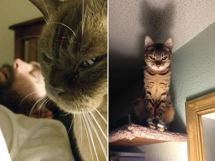 Cats Judging You (17 pics)