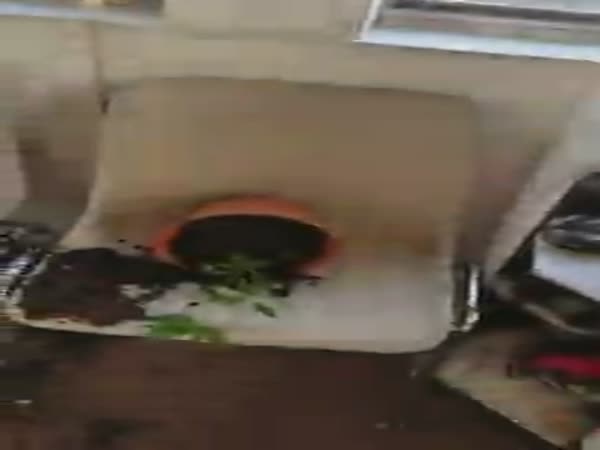 Cats Got High For Eating Weed Plants