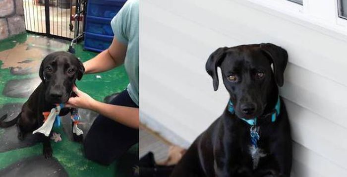 Before And After Animal Adoption (25 pics)