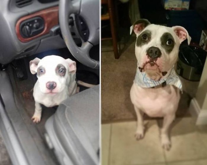 Before And After Animal Adoption (25 pics)