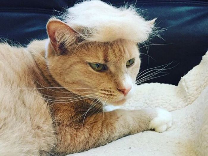 Donald Trump Cats (18 pics)
