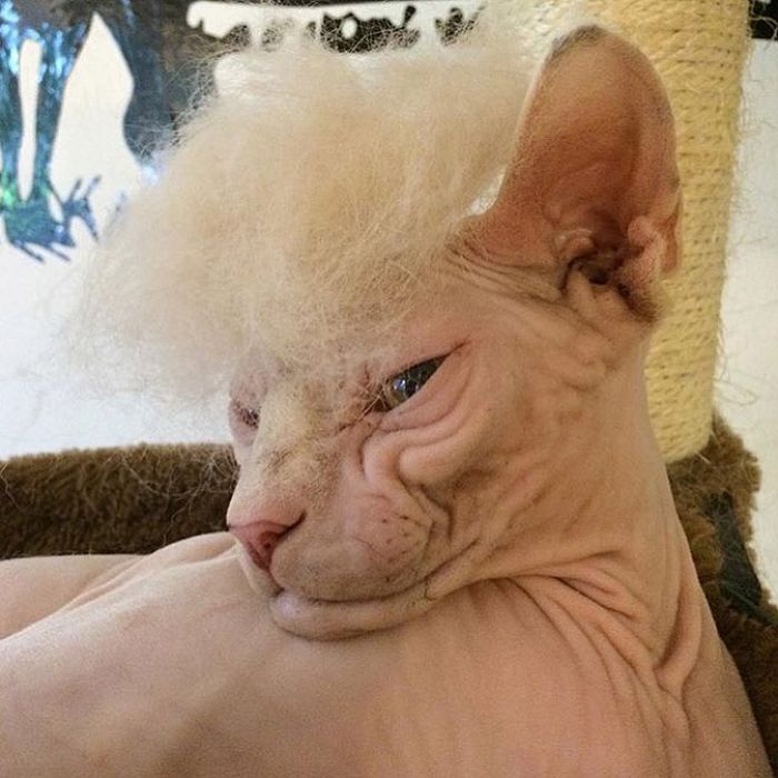 Donald Trump Cats (18 pics)
