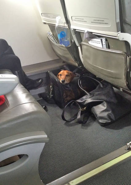 These Are The Best Airplane Passengers (40 pics)