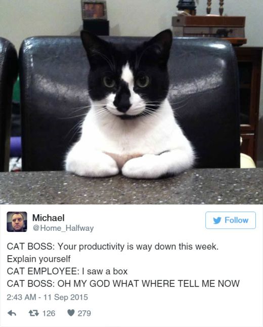 Cat Tweets (15 pics)