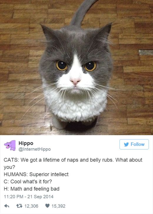 Cat Tweets (15 pics)