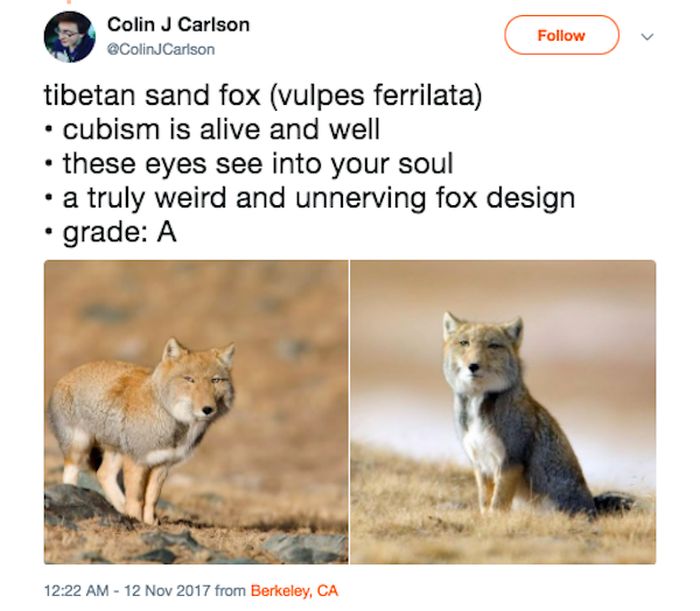 Guy Rating Foxes On Twitter (19 pics)