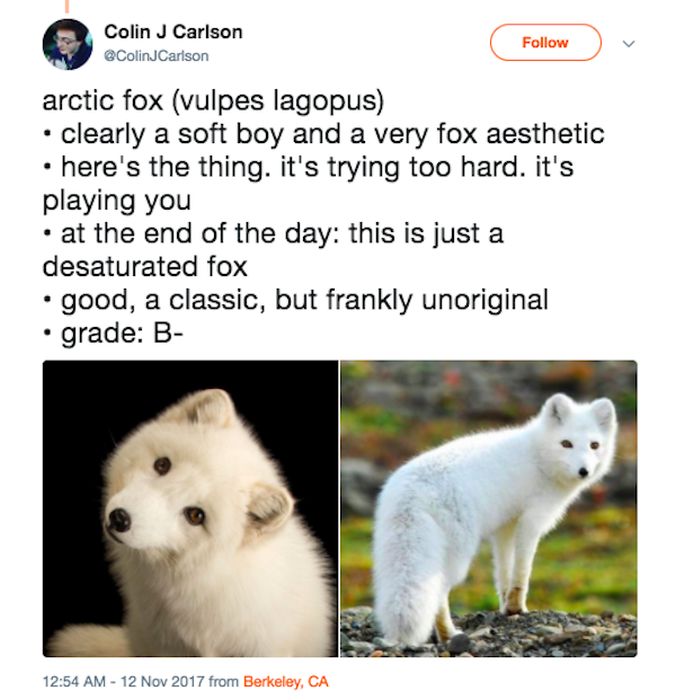 Guy Rating Foxes On Twitter (19 pics)