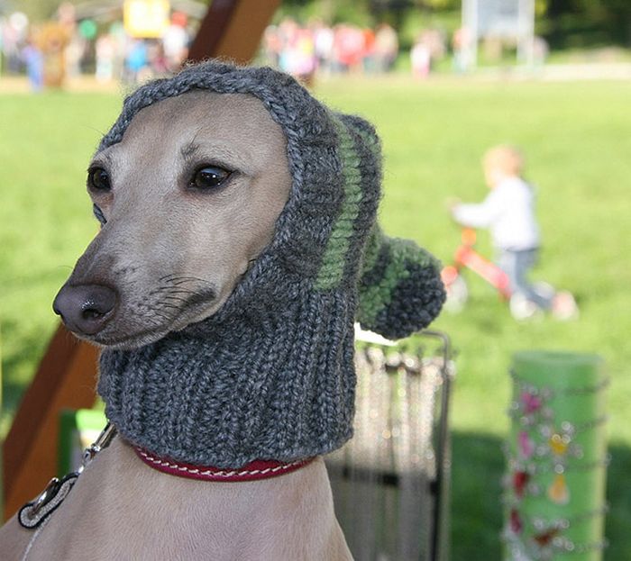 Hilarious Winter Hats For You and Your Pets (15 pics)