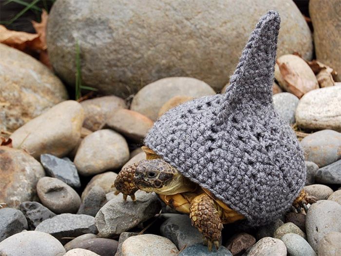 Hilarious Winter Hats For You and Your Pets (15 pics)