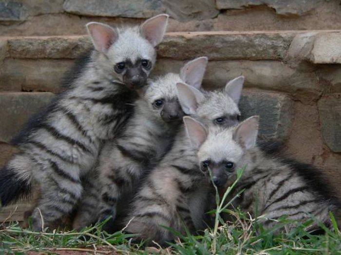 Aardwolves Are Cute (11 pics)