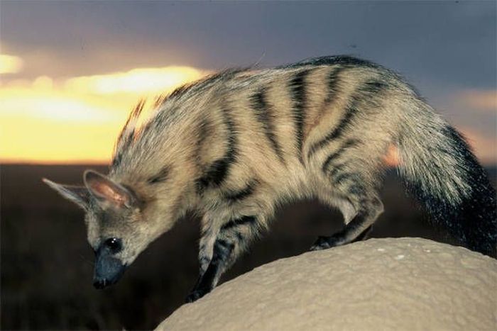 Aardwolves Are Cute (11 pics)