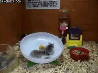 Acid Gifdump, November 22, 2017 (25 gifs)