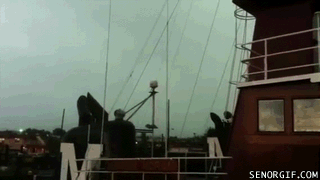 Acid Gifdump, November 22, 2017 (25 gifs)