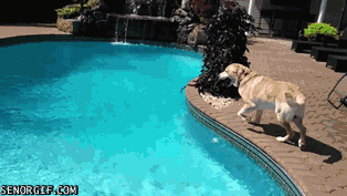 Acid Gifdump, November 22, 2017 (25 gifs)