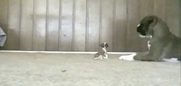 Acid Gifdump, November 22, 2017 (25 gifs)