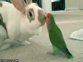 Acid Gifdump, November 22, 2017 (25 gifs)