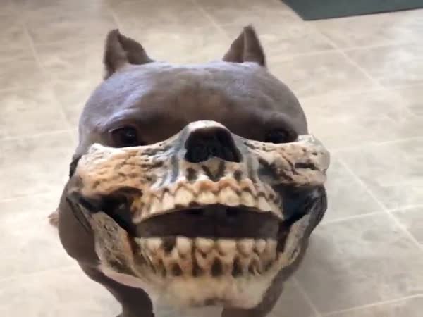 Pitbull Wearing A Skull Face Mask Is Scary AF