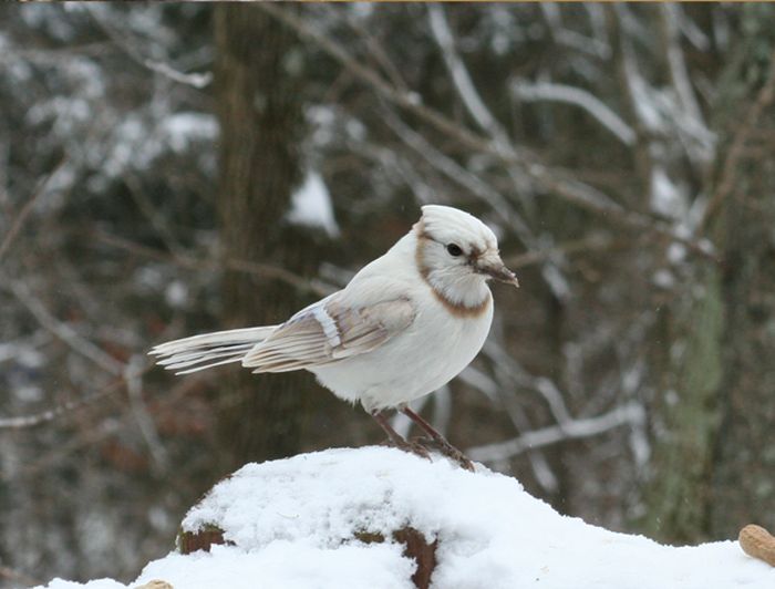 Albino Animals (26 pics)