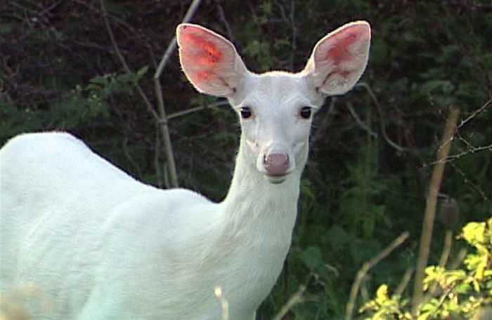 Albino Animals (26 pics)
