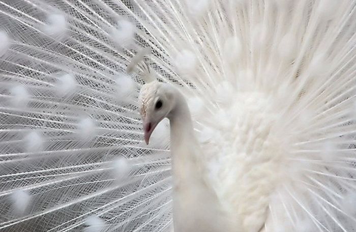Albino Animals (26 pics)
