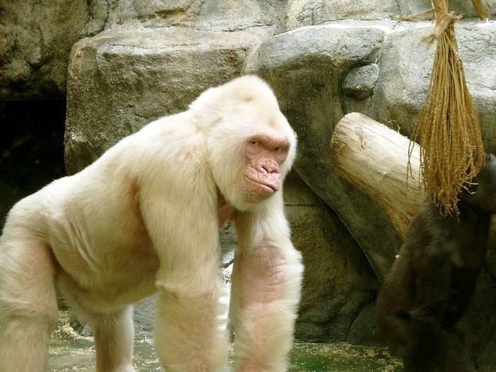 Albino Animals (26 pics)